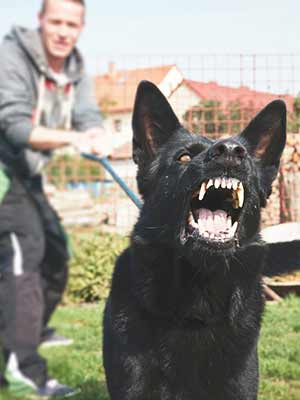 Aggressive dog barking while being restrained on a leash